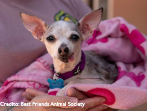 hispanic heritage month, latin dogs, best friends animal society, 